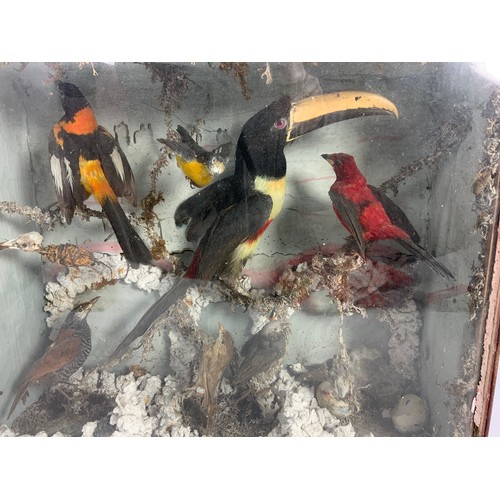 390 - TAXIDERMY IN GLAZED DISPLAY CASE OF TOUCAN & OTHER BIRDS