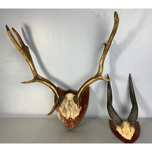 388 - 3 X HUNTING TROPHIES