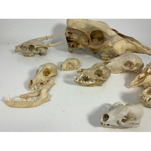 389 - ANIMAL ANATOMY, VARIOUS BLEACHED ANIMAL SKULLS