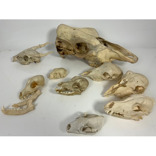 389 - ANIMAL ANATOMY, VARIOUS BLEACHED ANIMAL SKULLS