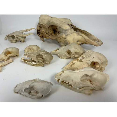 389 - ANIMAL ANATOMY, VARIOUS BLEACHED ANIMAL SKULLS