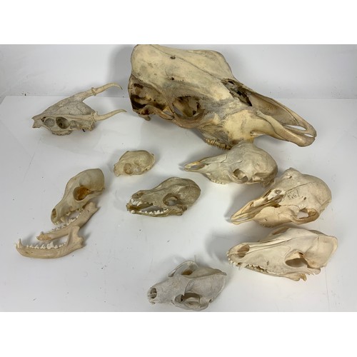 389 - ANIMAL ANATOMY, VARIOUS BLEACHED ANIMAL SKULLS