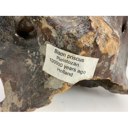 402 - FOSSIL, LABEL ADVISES, 'BISON PRISCUS PLEISTOZAN, 100000 YEARS AGO HOLLAND'