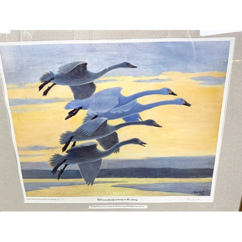 48 - GILT FRAMED LIMITED EDITION PRINT – WILD SWAN FAMILY ARRIVING ON THE ESTUARY – PENCIL SIGNED BY PETE... 