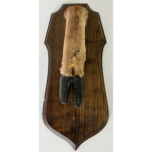 401 - STAG’S FOOT MOUNTED ON AN OAK SHIELD