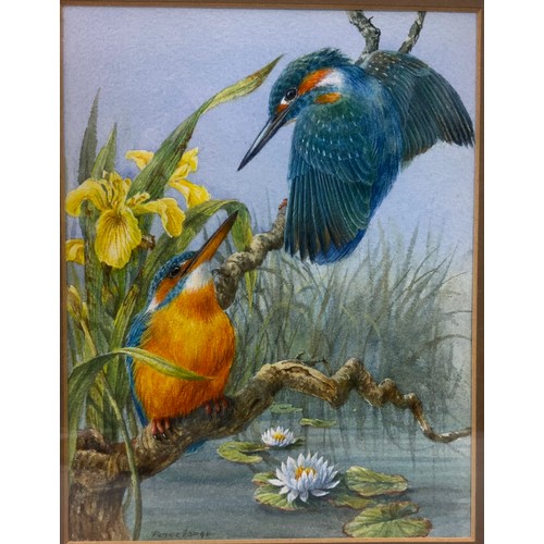 40 - PETER HODGE (BORN 1949) KINGFISHER & BLUETITS WATERCOLOURS  SIGNED BOTH 19cm x 15cm