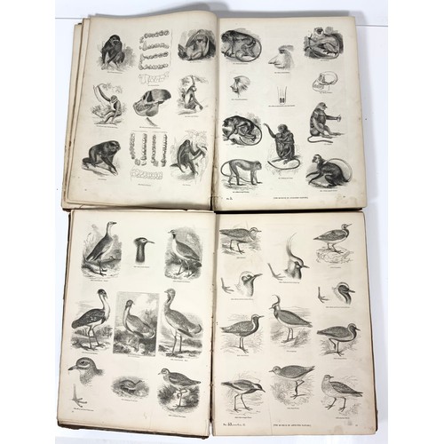 102 - KNIGHT, CHARLES. PUBLISHERS 'THE PICTORIAL MUSEUM OF ANIMATED NATURE, 2 VOLS NUMEROUS PLATES