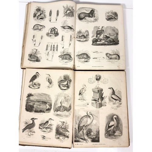 102 - KNIGHT, CHARLES. PUBLISHERS 'THE PICTORIAL MUSEUM OF ANIMATED NATURE, 2 VOLS NUMEROUS PLATES