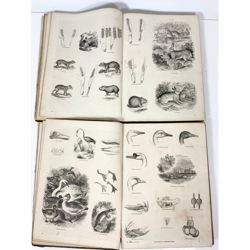 102 - KNIGHT, CHARLES. PUBLISHERS 'THE PICTORIAL MUSEUM OF ANIMATED NATURE, 2 VOLS NUMEROUS PLATES