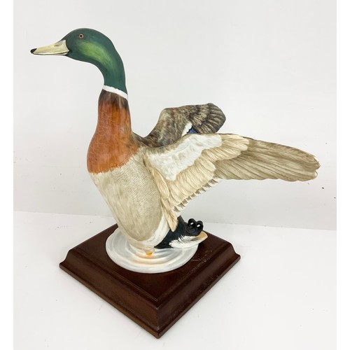 88 - CROWN STAFFORDSHIRE LARGE MODEL OF A MALLARD  DUCK  AF ON PLINTH WITH COA BOXED