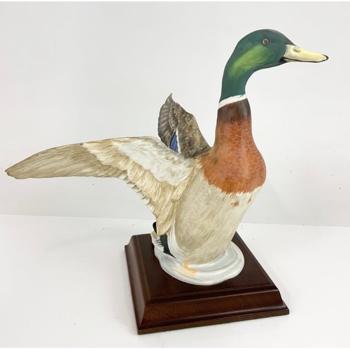 88 - CROWN STAFFORDSHIRE LARGE MODEL OF A MALLARD  DUCK  AF ON PLINTH WITH COA BOXED