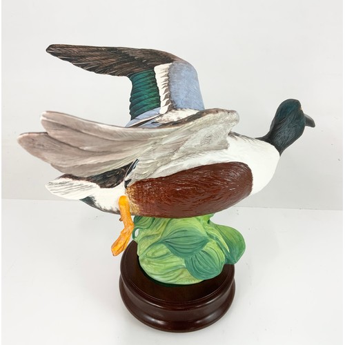 89 - CROWN STAFFORDSHIRE LARGE MODEL OF A SHOVELER  DUCK ON PLINTH WITH COA BOXED