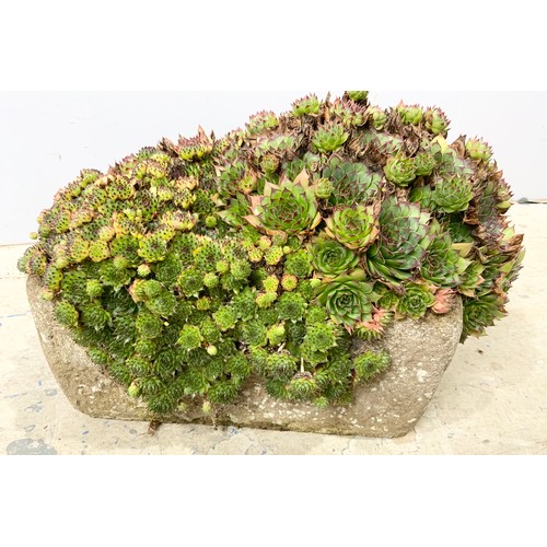 599 - SMALL STONE TROUGH WITH SUCCULENTS  ( TROUGH 34cm x 21cm 15cm)