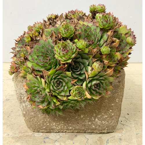 599 - SMALL STONE TROUGH WITH SUCCULENTS  ( TROUGH 34cm x 21cm 15cm)