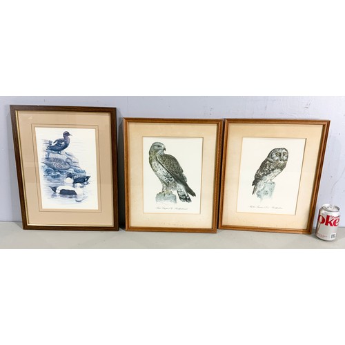 31 - 5 ORNITHOLOGY RELATED PRINTS LARGEST 44cm x 34cm