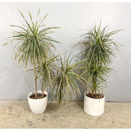 470 - 2  YUCCA / BAMBOO PLANTS POTTED TALLEST 145cm