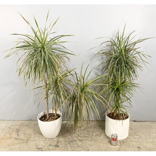 470 - 2  YUCCA / BAMBOO PLANTS POTTED TALLEST 145cm