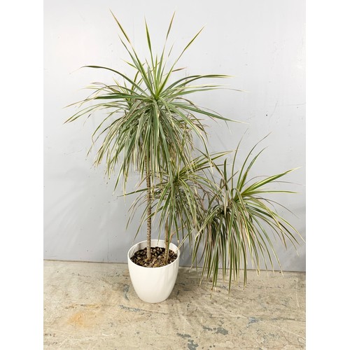 470 - 2  YUCCA / BAMBOO PLANTS POTTED TALLEST 145cm