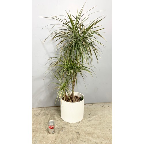 470 - 2  YUCCA / BAMBOO PLANTS POTTED TALLEST 145cm