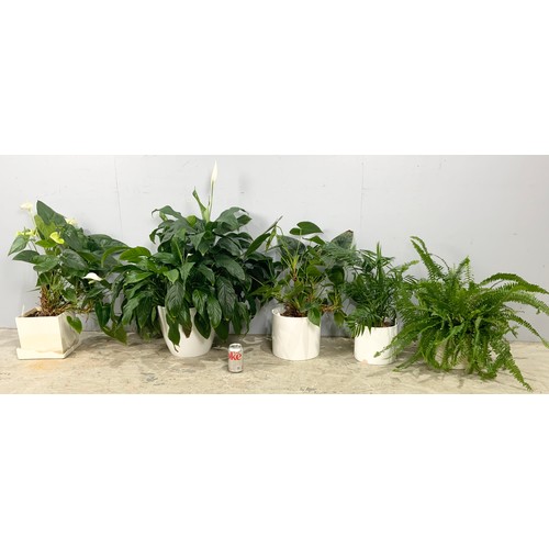 471 - 5 POTTED PLANT & SHRUBS