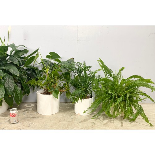 471 - 5 POTTED PLANT & SHRUBS