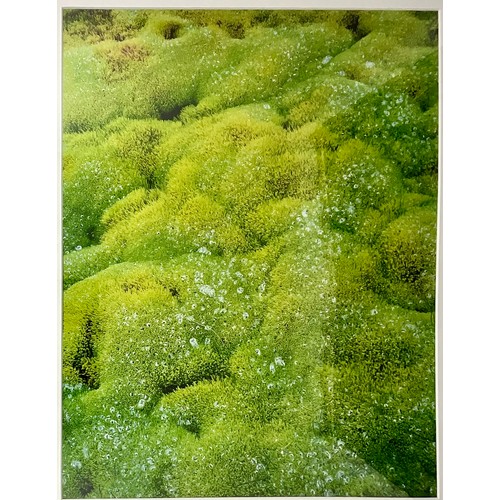 34 - ‘RAINDROPS ON WAXY MOSS ICELAND’ HI RES PRINT SIGNED IN PENCIL ‘ROGER JONGDIN?’ 60 x 46cm
