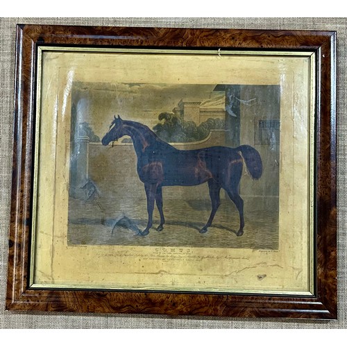 32 - ‘COMUS’ HORSE PRINT IN WALNUT FRAME. Approx. 30 x 23cm