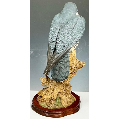 105 - LARGE RESIN MODEL OF A PEREGRINE FALCON ON WOODEN PLINTH MODELLED BY A B HAYMAN. Approx. 45cm High