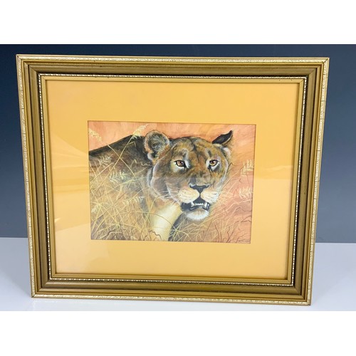 61 - WATERCOLOUR DEPICTING A LIONESS SIGNED M.HOBBS, FORMER ROYAL WORCESTER PORCELAIN ARTIST AND 2 PRINTS... 