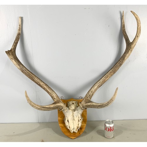 409 - 2 ANTLER HUNTING TROPHIES