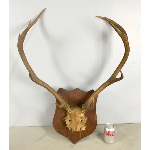 409 - 2 ANTLER HUNTING TROPHIES