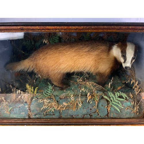 337 - BADGER TAXIDERMY IN GLAZED CASE. CASE WIDTH 87cm