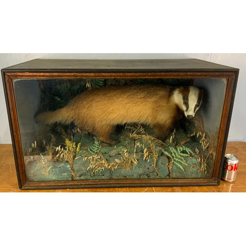 337 - BADGER TAXIDERMY IN GLAZED CASE. CASE WIDTH 87cm