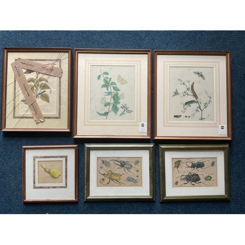 67 - INSECT AND BEETLE ENGRAVINGS AND PRINTS (6)