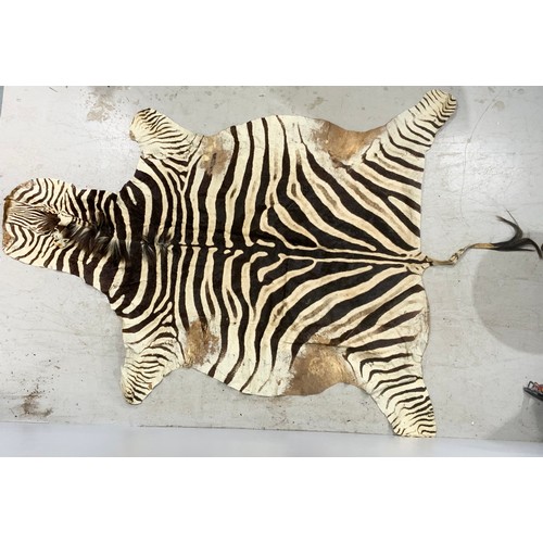 750 - ANTIQUE ZEBRA SKIN RUG 276cm x 175cm