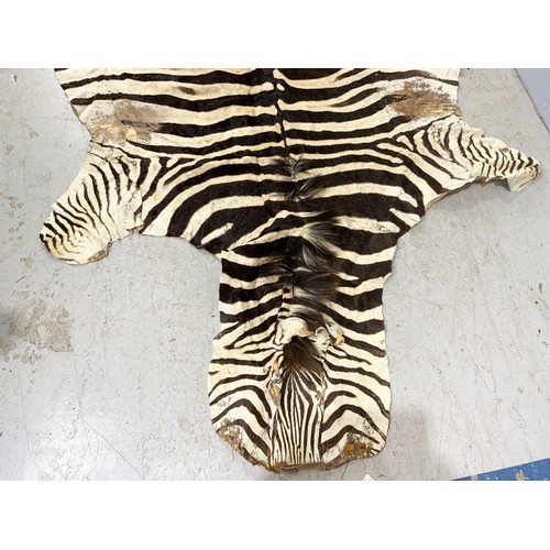 750 - ANTIQUE ZEBRA SKIN RUG 276cm x 175cm