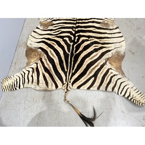 750 - ANTIQUE ZEBRA SKIN RUG 276cm x 175cm