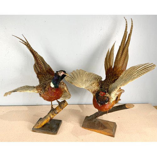 355 - TAXIDERMY 2 COCK PHEASANTS