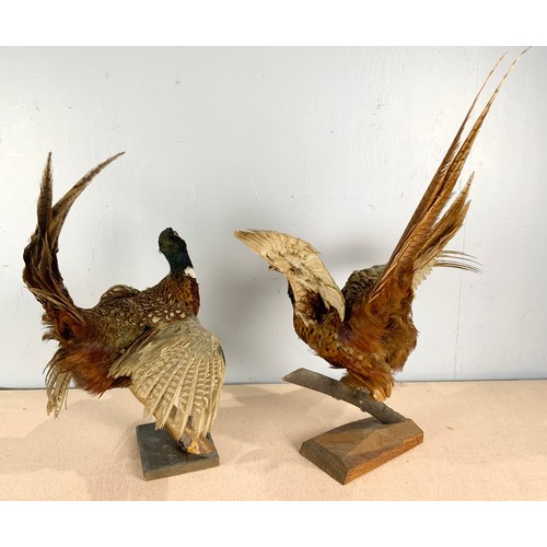 355 - TAXIDERMY 2 COCK PHEASANTS