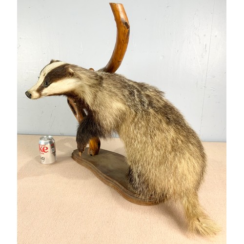 356 - TAXIDERMY BADGER