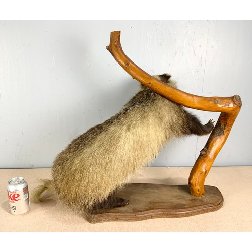 356 - TAXIDERMY BADGER