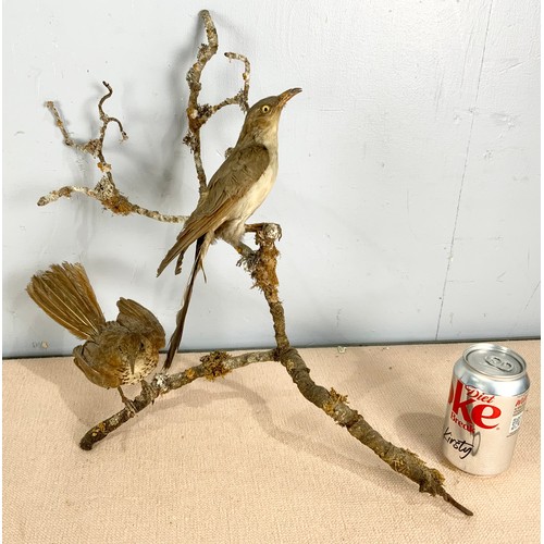 357 - TAXIDERMY TWO MODELS WITH TWO BIRDS ON BRANCHES