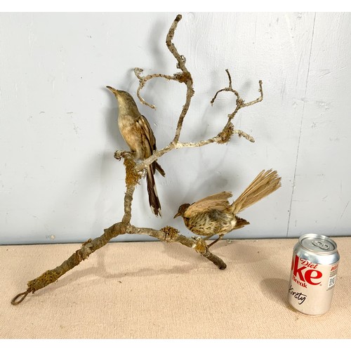 357 - TAXIDERMY TWO MODELS WITH TWO BIRDS ON BRANCHES