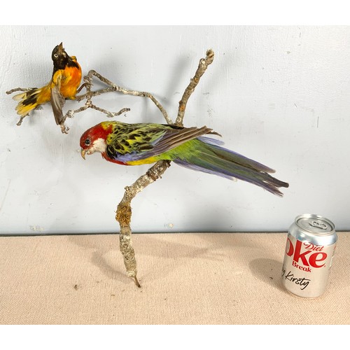 357 - TAXIDERMY TWO MODELS WITH TWO BIRDS ON BRANCHES