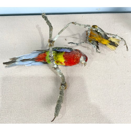 357 - TAXIDERMY TWO MODELS WITH TWO BIRDS ON BRANCHES