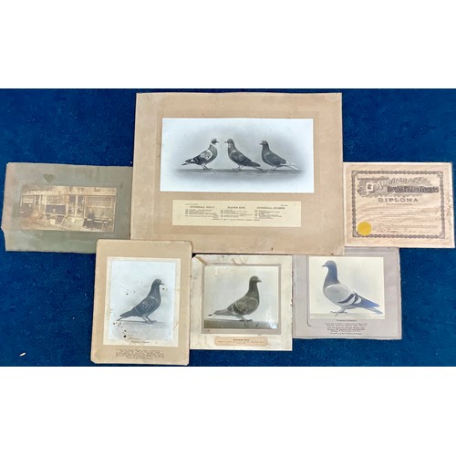 68 - INTERESTING COLLECTION EARLY 20TH CENTURY MOUNTED RACING PIGEON, PIGEON FANCIER PHOTOGRAPHS T/W ACHI... 