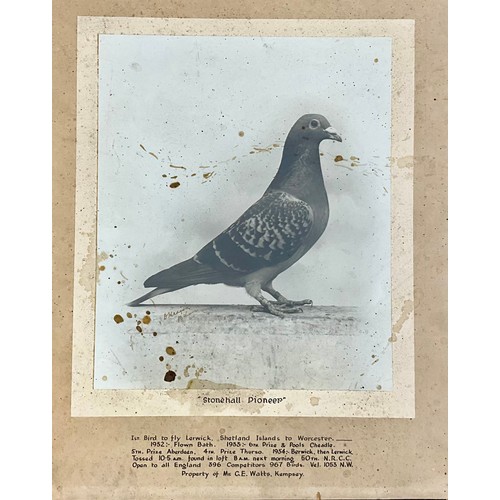 68 - INTERESTING COLLECTION EARLY 20TH CENTURY MOUNTED RACING PIGEON, PIGEON FANCIER PHOTOGRAPHS T/W ACHI... 