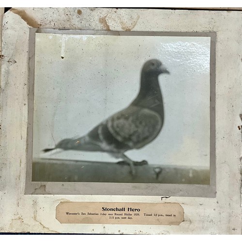 68 - INTERESTING COLLECTION EARLY 20TH CENTURY MOUNTED RACING PIGEON, PIGEON FANCIER PHOTOGRAPHS T/W ACHI... 