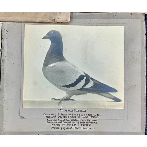 68 - INTERESTING COLLECTION EARLY 20TH CENTURY MOUNTED RACING PIGEON, PIGEON FANCIER PHOTOGRAPHS T/W ACHI... 