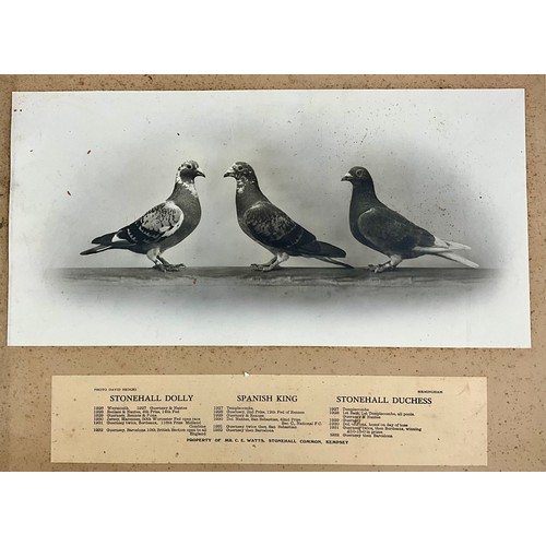 68 - INTERESTING COLLECTION EARLY 20TH CENTURY MOUNTED RACING PIGEON, PIGEON FANCIER PHOTOGRAPHS T/W ACHI... 